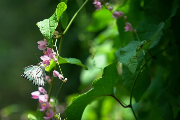 Motyl ogród, wiosna koncepcja — Zdjęcie stockowe