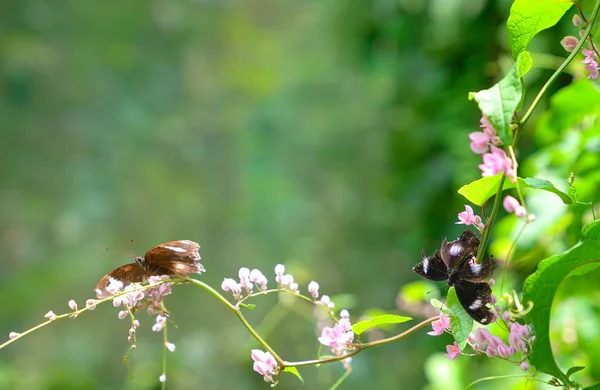 Jardim da borboleta, conceito da mola — Fotografia de Stock