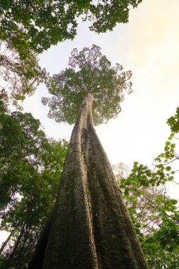 Yeşil gezegen kavramı, dev ağaç için gökyüzüne uzayan