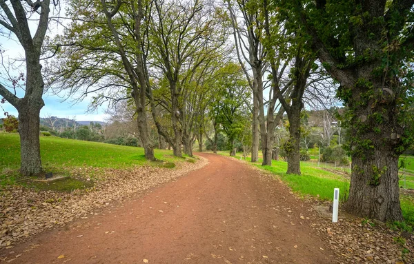 País camino de grava a través de hermosos árboles de otoño . — Foto de Stock