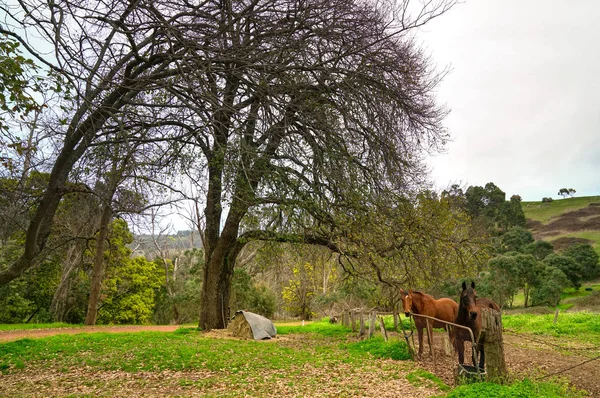 Caballos en pastos verdes. Paisaje rural . — Foto de Stock