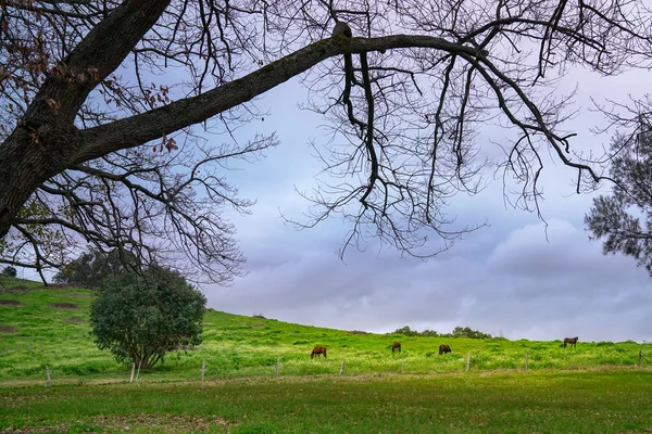 Caballos en pastos verdes. Paisaje rural . — Foto de Stock