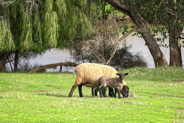 Schwarzgesichtige Schafe und Lämmer auf einem grünen Farmland — Stockfoto