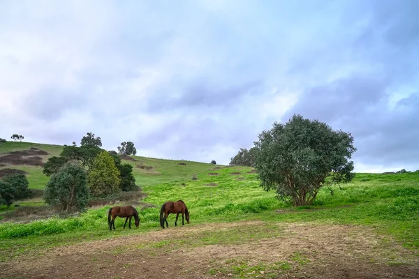 Caballos en pastos verdes. Paisaje rural . — Foto de Stock