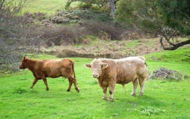 Avustralya'da sığır çiftliğinde inekler