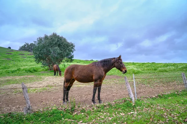 Άλογα σε πράσινα λιβάδια. Τοπίο χώρας. — Φωτογραφία Αρχείου