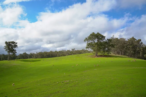 Paisaje vista del prado verde o tierras de cultivo con ovejas y corderos — Foto de Stock