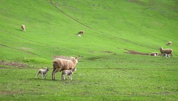 Ovejas en prados de tierras verdes —  Fotos de Stock