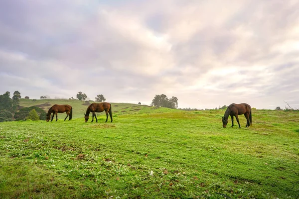 Άλογα σε πράσινα λιβάδια. Τοπίο χώρας. — Φωτογραφία Αρχείου