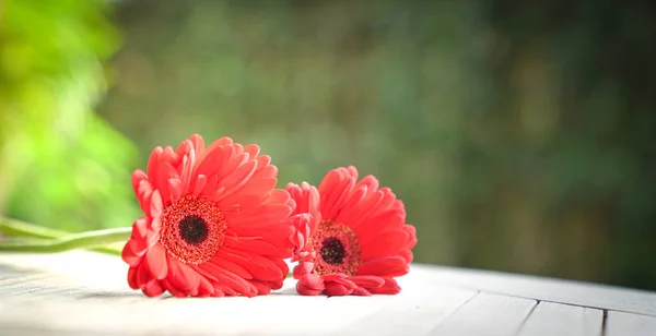 Red Gerbera Daisies on table — Stock Photo, Image