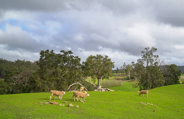 Moutons dans la prairie de terres agricoles vertes — Photo