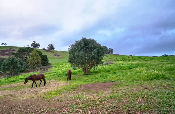Horses on green pastures. Country landscape.