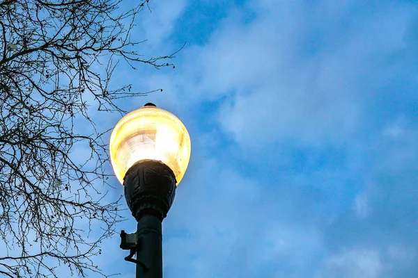 Lit lamp post against blue sky with no leaves tree, copy space