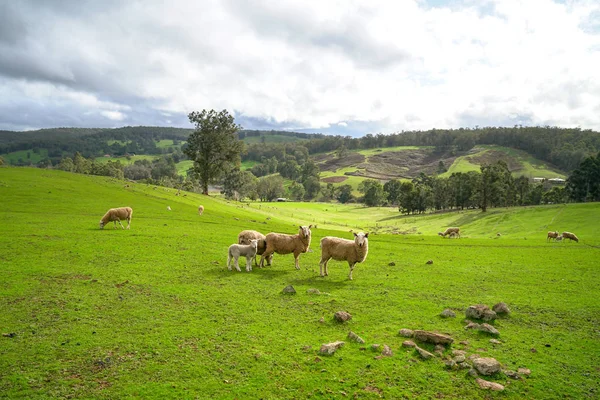 Moutons dans la prairie de terres agricoles vertes — Photo