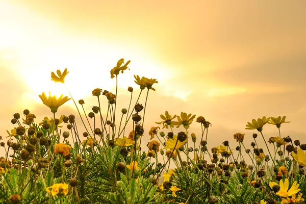 Mooie gele madeliefjes met gouden zonsopgang op de achtergrond, — Stockfoto