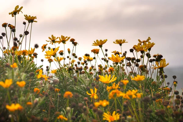 Fioritura margherite gialle durante l'alba — Foto Stock