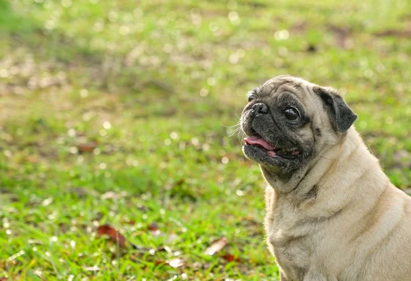 Portrait of cute pug dog in the garden. — Stock Photo, Image