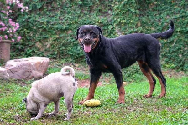 Rottweiler e Pug cães brincando no jardim . — Fotografia de Stock