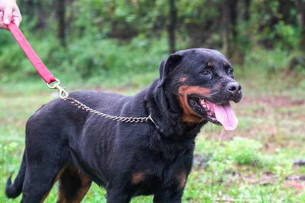 Retrato de um belo cão Rottweiler — Fotografia de Stock