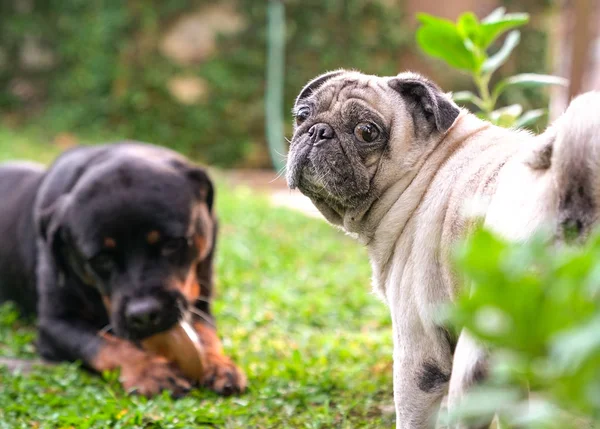 Rottweiler ve Pug köpekleri bahçede oynuyorlar.. — Stok fotoğraf