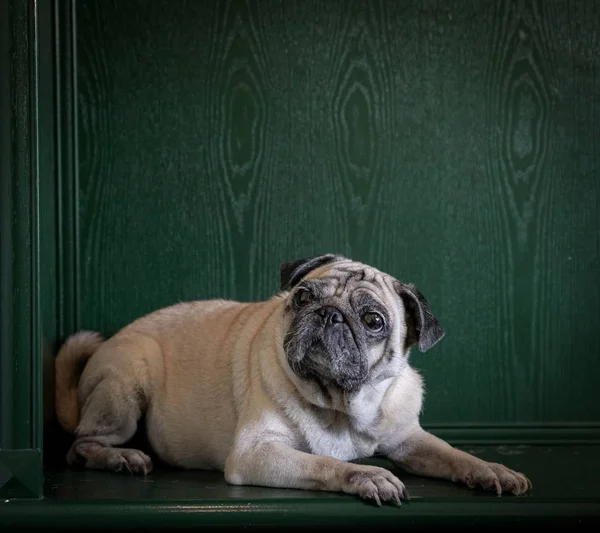 Portrait of a pug dog on green background. Copy space.