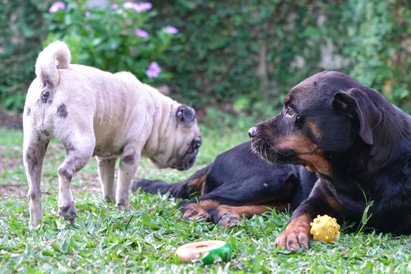 Rottweiler ve Pug köpekleri bahçede oynuyorlar.. — Stok fotoğraf