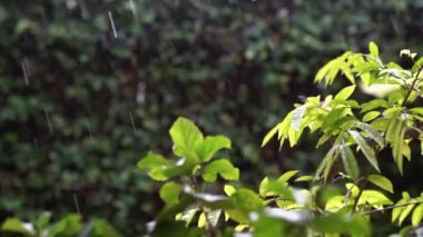 Yeşil bitkilerin üzerine yağmur yağıyor. Arka ışık. Doğa arkaplanı.