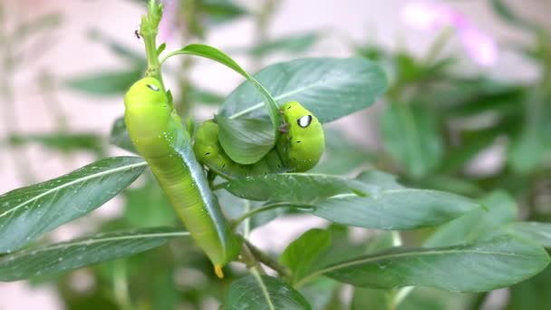 2本の毛虫が植物の茎の上を動き それを破壊します 害虫概念 — ストック動画