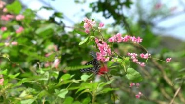 Pembe çiçekli bir bahçede Mavi Cam Kaplan Kelebeği