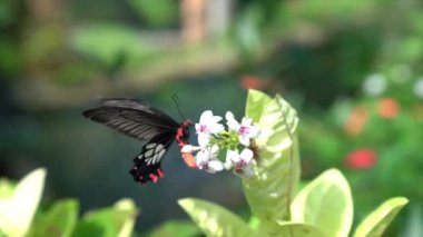 Güzel bir bahçede, beyaz çiçeklerdeki sıradan Mormon..