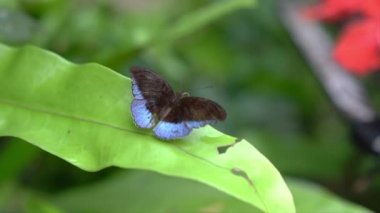At tarlaları Baron kelebek yeşil bir yaprak üzerinde güzel bir bahçede.