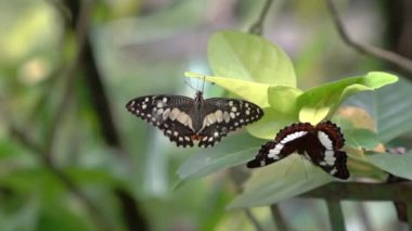 Kelebek ve güzel bir parkta ve bahçede başka bir kelebek..