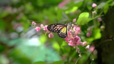 Sarı cam kaplan kelebeği pembe çiçeklerle dolu güzel bir bahçede.