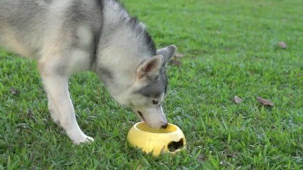 Husky Beber Después Del Olor Hierba — Vídeo de stock