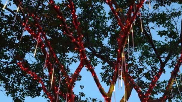 Luces Artificiales Colocadas Los Árboles Cielo Nocturno Hora Azul Celebración — Vídeos de Stock