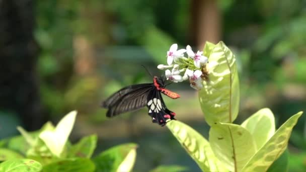 Běžný Mormonský Motýl Křídly Pleskajícími Květině Krásné Zahradě — Stock video