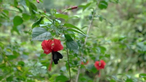 Gran Mariposa Mormona Hibisco Hermoso Jardín — Vídeo de stock