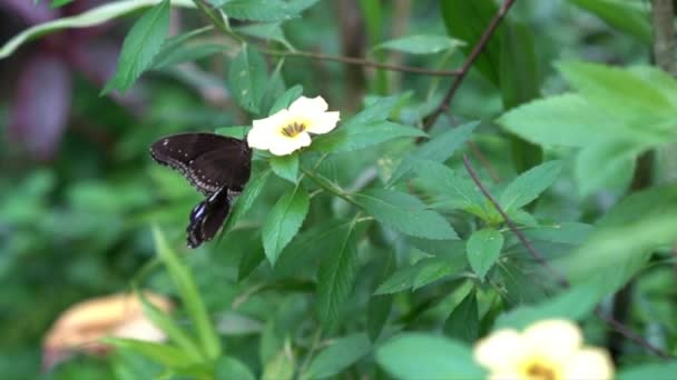 Две Бабочки Прекрасном Саду Желтыми Цветами — стоковое видео