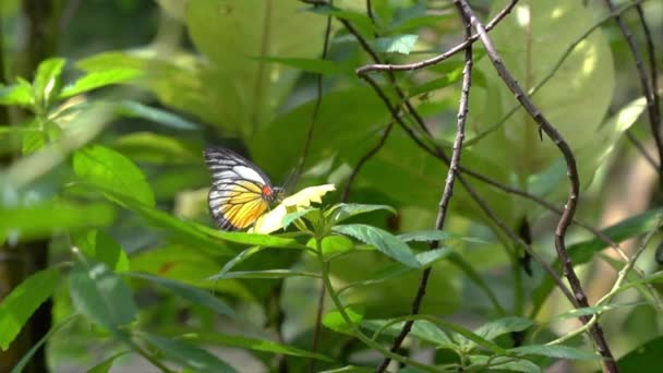 Malowany Motyl Izebel Pięknym Ogrodzie Mnóstwem Zielonych Liści — Wideo stockowe