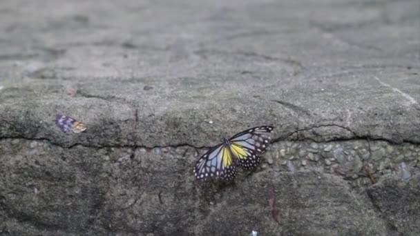 Amarillo Glassy Tiger Mariposa Suelo — Vídeos de Stock