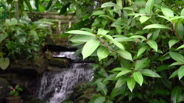 Mini Cachoeira Jardim Paisagem Tropical — Vídeo de Stock