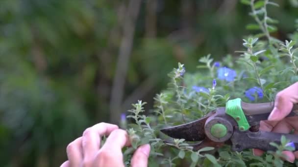 Kobieta Ogrodnik Przycinanie Roślin Lub Kwiatów Ogrodzie Usuwanie Cięcie Suszonych — Wideo stockowe