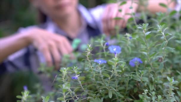 Mujer Jardinero Recortando Plantas Flores Jardín Quitando Cortando Hojas Secas — Vídeo de stock