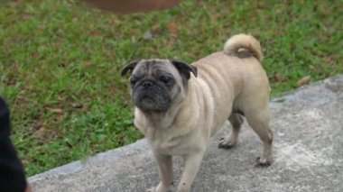 Hayvan sahibiyle tarlada köpek oyunu. Pug dog 'un yakın görüntüsü.
