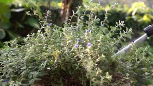 Flores Blue Diamond Obtener Ducha Manguera Agua Plantas Riego Jardinería — Vídeo de stock