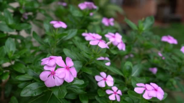 Floreciendo Vinca Rosa Floreciendo Hermoso Jardín Diapositiva Tiro — Vídeo de stock