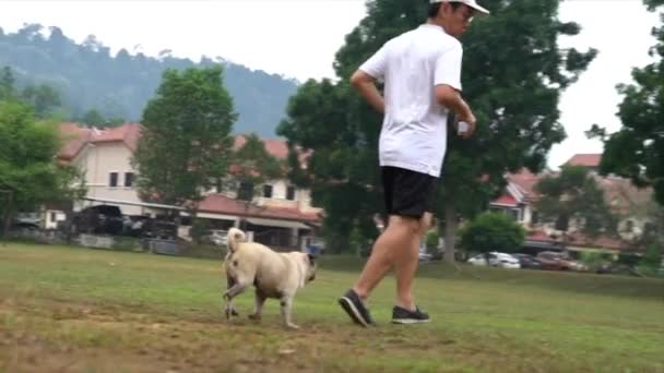 畑の中でオスの大人と一緒に走っている犬 — ストック動画