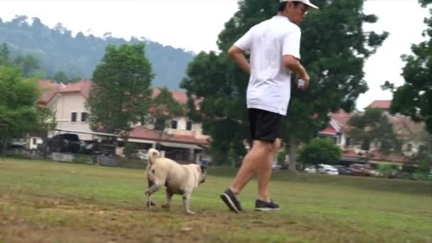 Pug Dog Springande Tillsammans Med Vuxen Hane Ute Fältet — Stockvideo