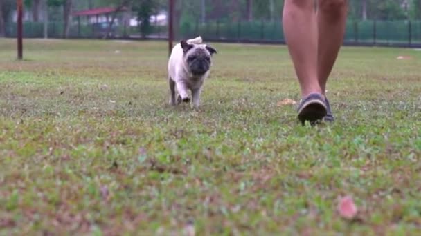 Mops Hund Rennt Und Jagt Ihrem Tierbesitzer Auf Dem Feld — Stockvideo
