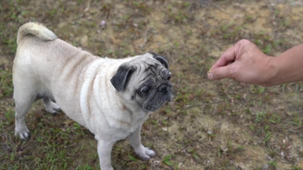 Pug Dog Wyczuwa Jedzenie Ręki Jej Właściciela — Wideo stockowe